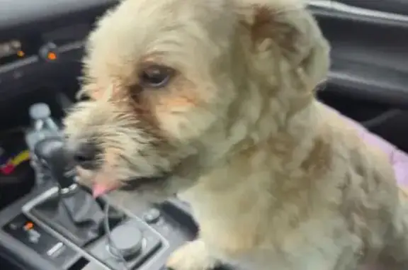 Found male dog, Parry-Sound, P...