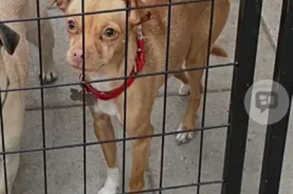 Lost male dog, West 6200 South, Kearns - wearing a blue sweater - photo