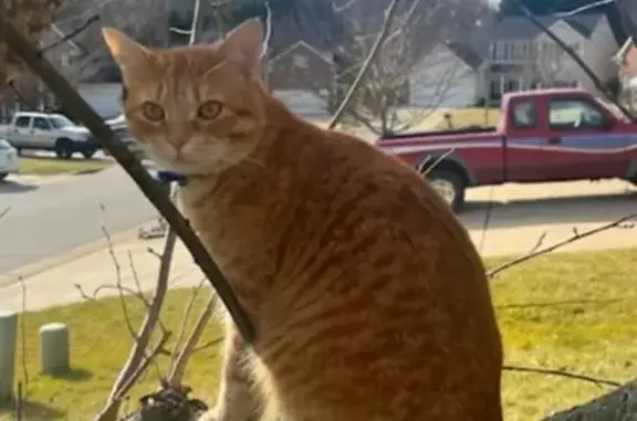 Lost male cat, Still Pines Drive, Raleigh - orange and white stripes - photo