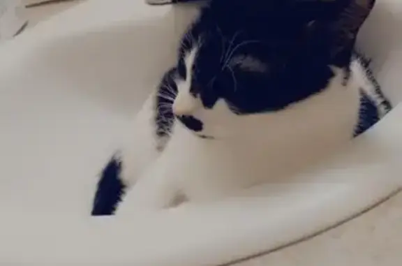 Missing cat Nampa, photo: Lost female cat, Lexi's Way, Nampa - Black & White