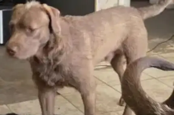 Missing dog Lubbock, photo: Lost male dog, 15th Street, Lubbock