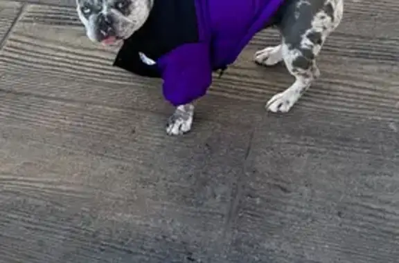 Lost female dog, East Yampa Street, Colorado Springs - merle blue and white - photo