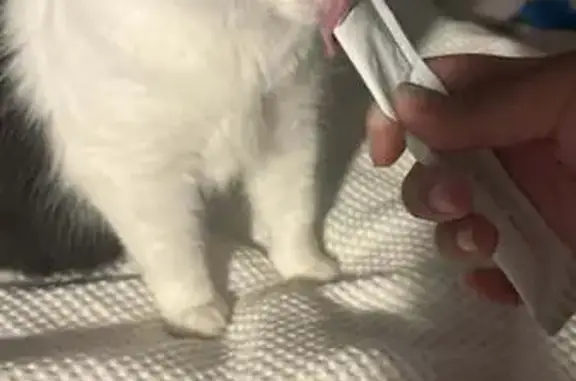 Lost female cat, Sapphire Chas...