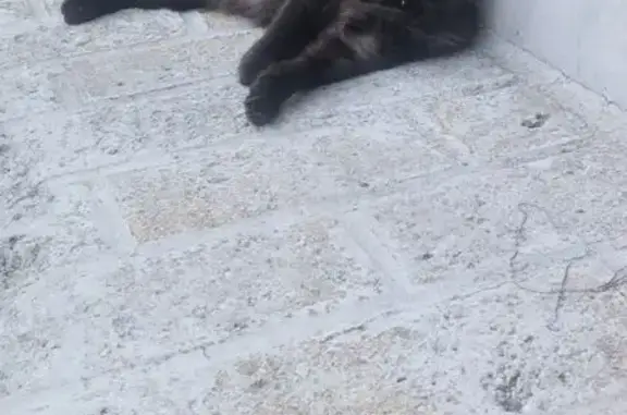Gato encontrado Nuevo Mexico, foto: Encontrado gato, Avenida Doctor Angel Leaño, 401, Nuevo México - angora turco negro