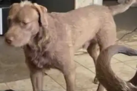 Missing dog Lubbock, photo: Lost male dog, Milwaukee Avenue, 1873, Lubbock - light brown