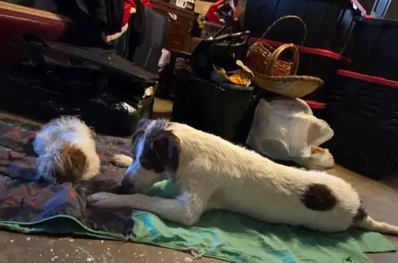 Missing dog Lubbock, photo: Lost dog, Milwaukee Avenue, Lubbock - female with brown spots