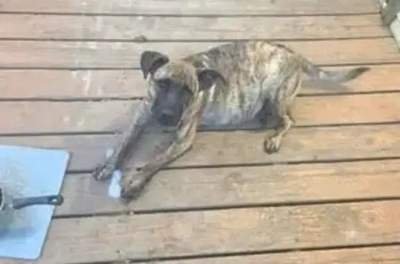 Lost female dog, Union, Missouri - brindle bull mastiff, vocal and playful - photo