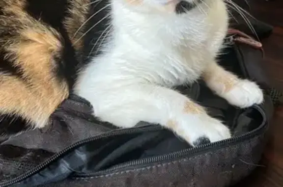 Gato desaparecido Fêmea (brl00...