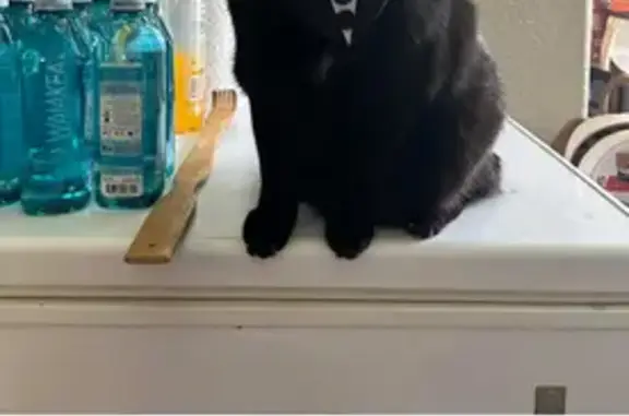 Lost male cat, Erie, Colorado - black with white neck - photo