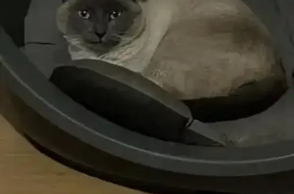 Animaux perdus La Salvetat-Saint-Gilles, photo: Perdu Chat femelle, Place Georges Brassens, La Salvetat-Saint-Gilles - blanche et grise, yeux bleus