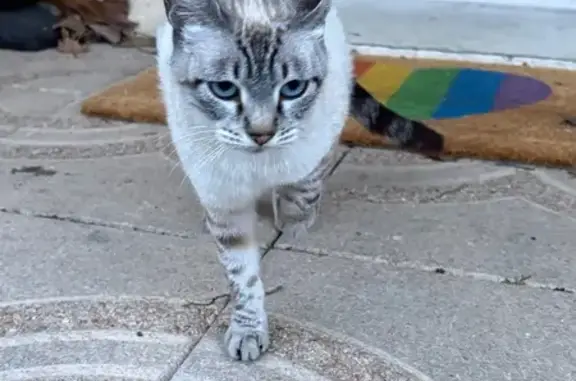 Animaux trouvés Villeneuve-le-Roi, photo: Trouvé chat femme, Rue de la Briqueterie, Villeneuve-le-Roi - yeux bleus, pelage gris/beige