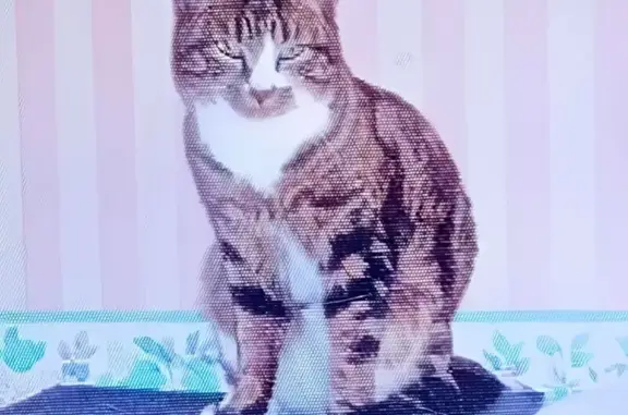 Perdu chat, Gélannes, Grand Est - tigré avec pattes blanches - photo
