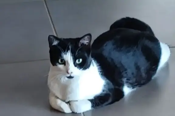 Animaux perdus Auberives-sur-Varèze, photo: Perdu chat femelle, Rue des Essarts, Auberives-sur-Varèze - noire et blanche