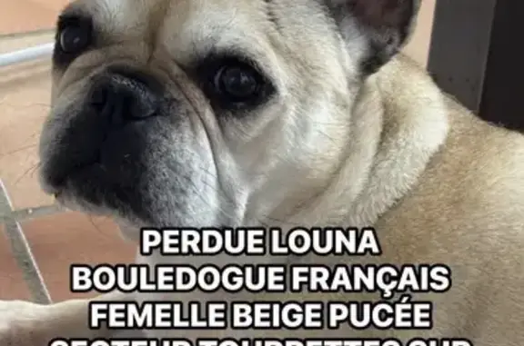 Chien perdu, Tourrettes-sur-Loup, Marseille - femelle bouledogue - photo