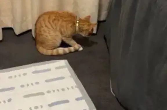 Lost male cat, Main North Road, 269, Port Adelaide Enfield - orange American Shorthair with a gold collar - photo