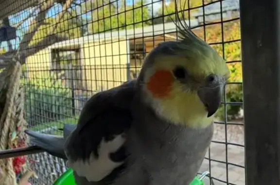Lost male bird, Park Lake Drive, Tea Tree Gully, Adelaide - grey with yellow head - photo