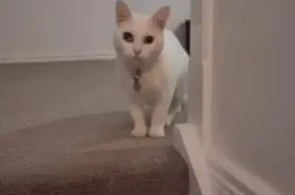 Lost female cat, Redleaf Stree...