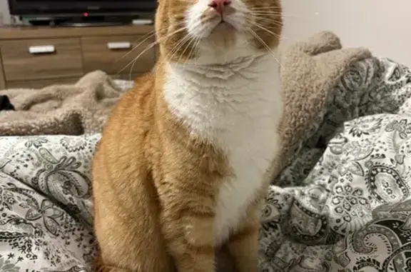 Lost male cat, Cortina Avenue, Tea Tree Gully - ginger with white belly and paws - photo