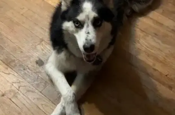 Missing dog Portales, photo: Lost male dog, West 3rd Street, Portales - black and white coat with freckles