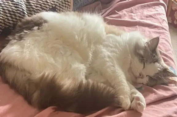 Perdido gato masculino, Calle Luis Buñuel, Utebo - es muy miedoso - photo