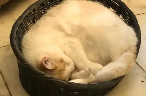 Animaux perdus Argenteuil, photo: Chat perdu, Solliès-Pont, Provence-Alpes-Côte d'Azur - femelle couleur crème
