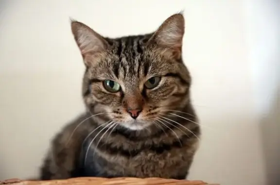 Chat perdu, Rouen, Normandie - femelle Nina - photo