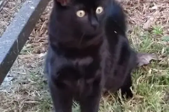 Animaux perdus Martillac, photo: Perdu Chat Femme, Allée des Lettres Persanes, 24, La Brède, Martillac - jeune chatte noire
