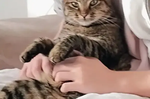 Chat perdu, Impasse de la Calmeille, Prades - femelle tigrée - photo