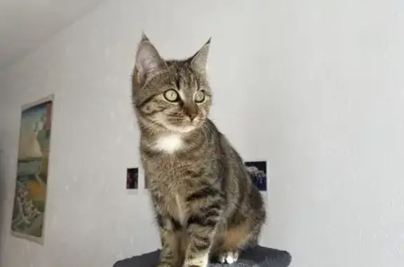 Perdu chat femelle tigré, Rue Saint-Léonard, Angers - tache blanche sur le torse - photo