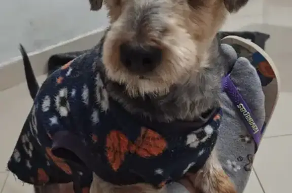 Cachorro perdido Macho (brl002...