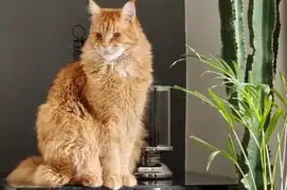 Chat perdu, Genas, photo: Chat perdu, Genas - grand mâle castré pucé