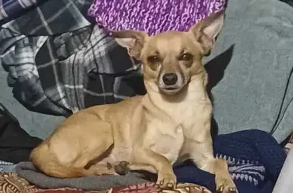 Perdido perro masculino, Calle...