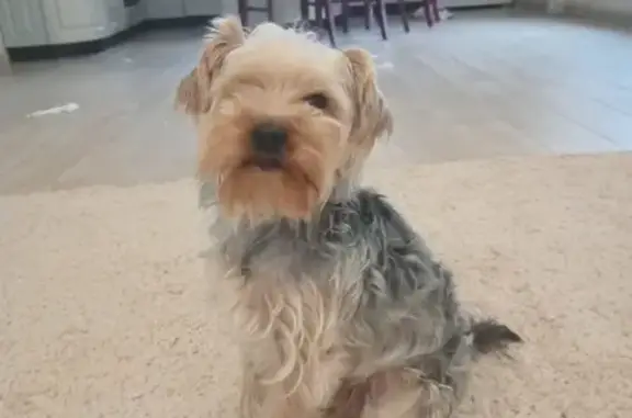 Зник собака, Грушева вулиця, В...