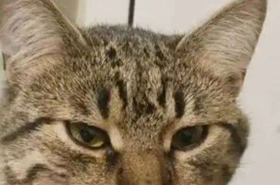 Зник кіт, проспект Георгія Гон...