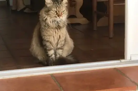 Perdu Chat Femme, Route des Sanguinaires, 26, Ajaccio - oreille coupée - photo
