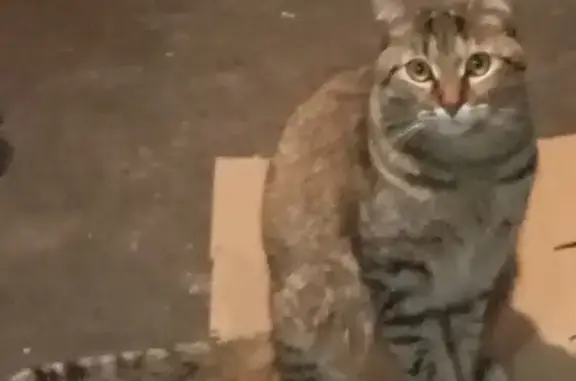 Perdido gato hembra, Calle 10, 14, Ciudad de México - responde al nombre Pulga - photo