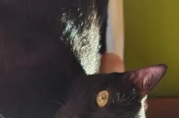 Perdido gato hembra, Poblado Monsanto, Lleida - pelaje negro brillante - photo