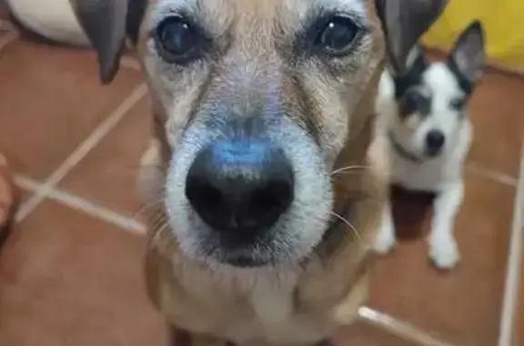 Perdido perro macho, Can Vinya...