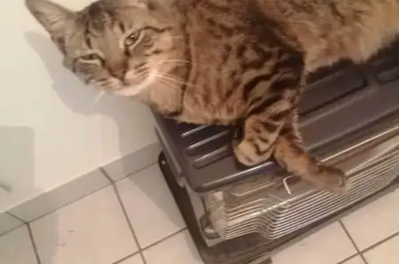 Perdu Chat mâle, Impasse des Ormeaux, Vair-sur-Loire - gris et blessé à la queue - photo