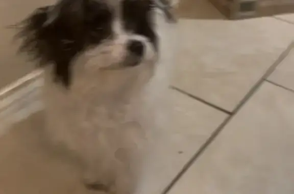 Missing dog Euless, photo: Lost male dog, West Euless Boulevard, Euless - black and white puppy