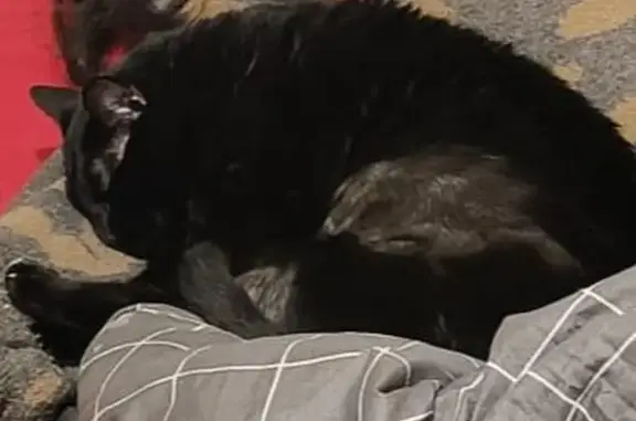 Perdido gato masculino, Carrer de la Independència, 12, Terrassa - pelo corto negro - photo