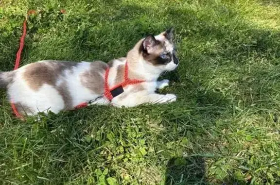 Perdido gato hembra, Plaza May...