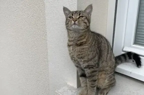 Animaux trouvés Landéhen, photo: Trouvé Chat femme, Rue des Hortensias, Landéhen