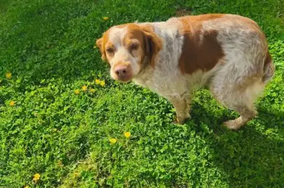 Animaux trouvés Huriel, photo: Trouvé chien, Rue des Riaux / les Barras, 3, Huriel