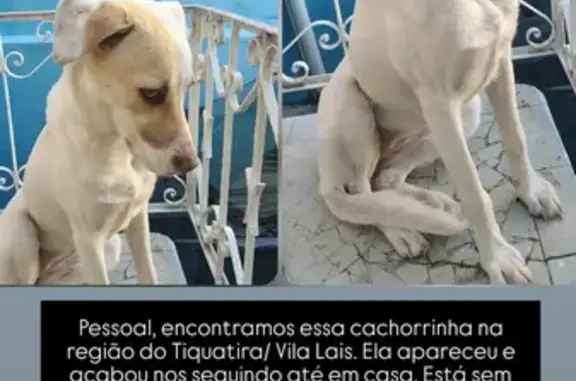 Cachorro encontrado Fêmea (brf...