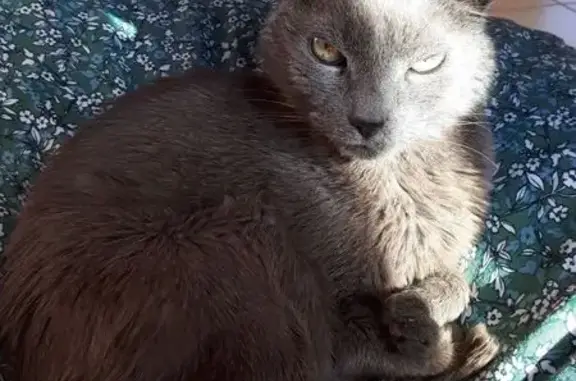 Perdu chat homme, Avenue de la Villermé, Corbas - gris maigre - photo