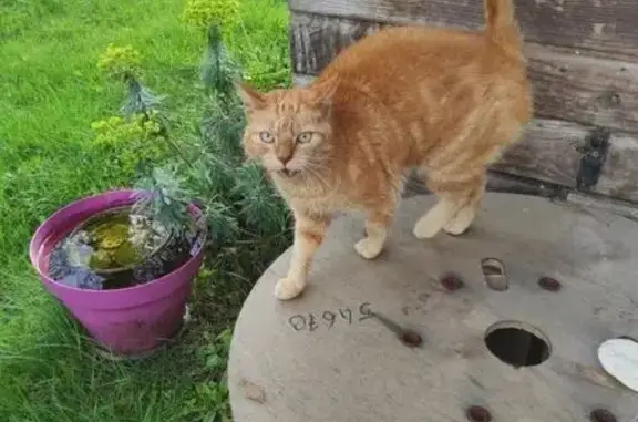 Animaux perdus Péaule, photo: Perdu Chat femelle, Le Hinle, 5, Péaule - Rousseau craintive