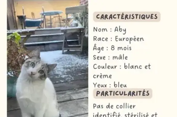 Perdu Chat homme, Rue de Mulhouse, 19, Croix - blanc et crème, castré - photo