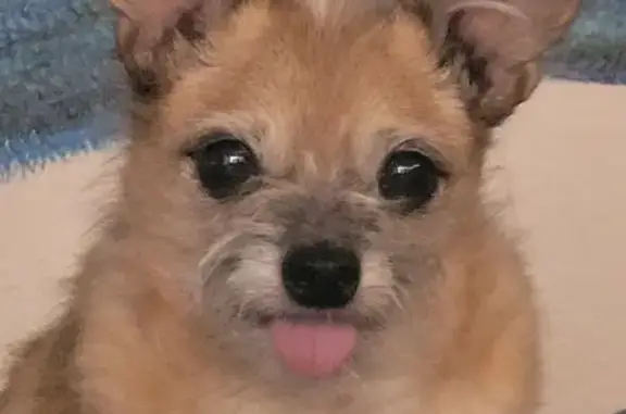 Lost male dog, West Columbus Avenue, Phoenix - senior, needs medications - photo