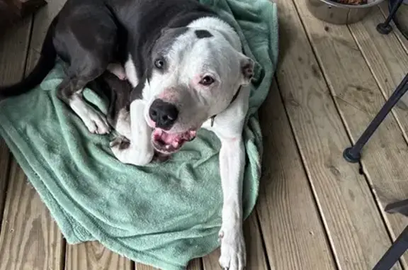 Found male dog, Arkansas 319,...